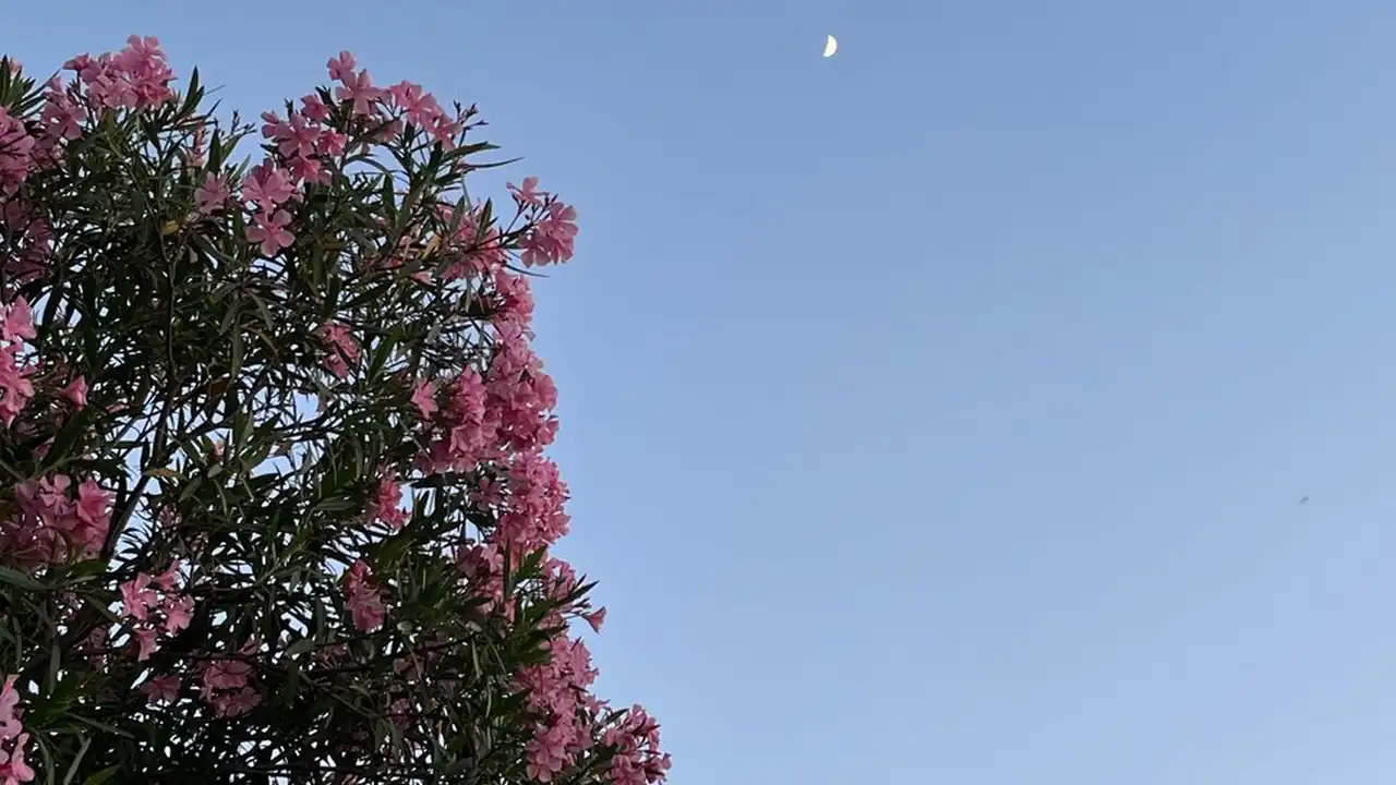 张志玮头像